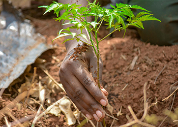 Climate resilience & environmental governance